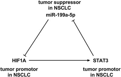MiR-199a-5p–HIF-1α-STAT3 Positive Feedback Loop Contributes to the Progression of Non-Small Cell Lung Cancer